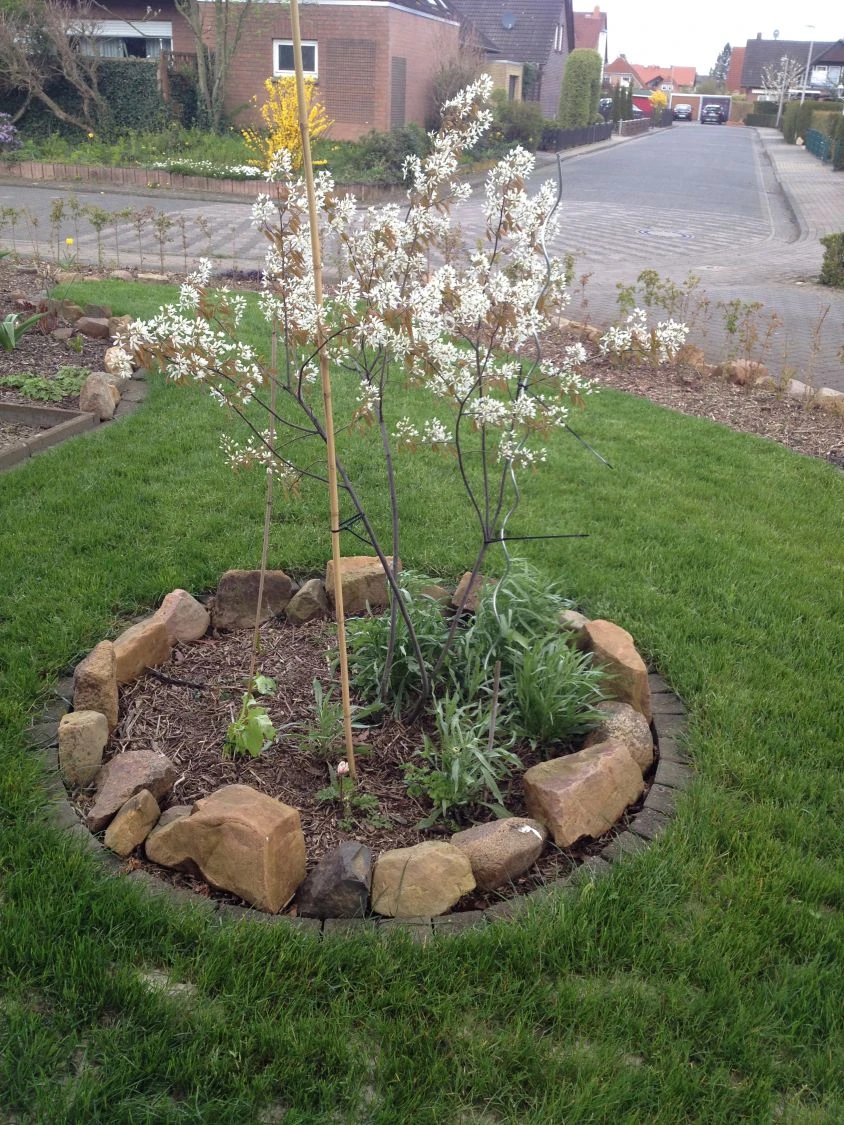 Kupfer-Felsenbirne 20 Kupfer-Felsenbirne – Bild 18