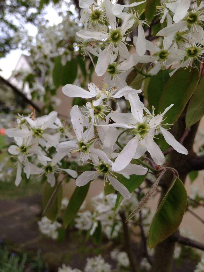 Kupfer-Felsenbirne 19 Kupfer-Felsenbirne – Bild 17
