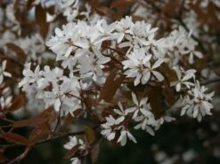 Kupfer-Felsenbirne 30 Kupfer-Felsenbirne -Günstiges Erd Seele Geschäft kupfer felsenbirne amelanchier felsenbirne m001930 w 1