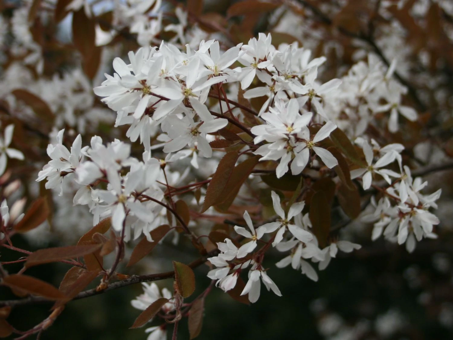 Kupfer-Felsenbirne 11 Kupfer-Felsenbirne – Bild 9