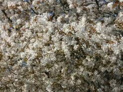 Kupfer-Felsenbirne 31 Kupfer-Felsenbirne -Günstiges Erd Seele Geschäft kupfer felsenbirne amelanchier felsenbirne m001930 w 2