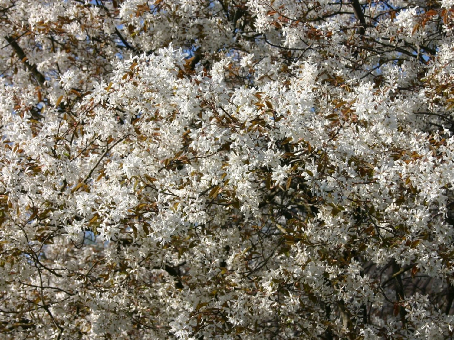 Kupfer-Felsenbirne 12 Kupfer-Felsenbirne – Bild 10