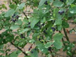 Kupfer-Felsenbirne 32 Kupfer-Felsenbirne -Günstiges Erd Seele Geschäft kupfer felsenbirne amelanchier felsenbirne m001930 w 3