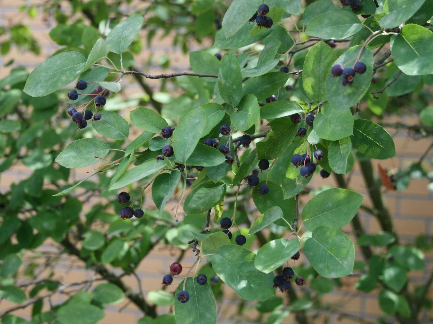 Kupfer-Felsenbirne 13 Kupfer-Felsenbirne – Bild 11