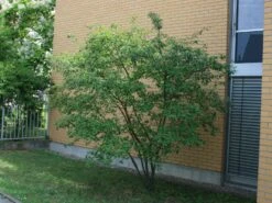 Kupfer-Felsenbirne 33 Kupfer-Felsenbirne -Günstiges Erd Seele Geschäft kupfer felsenbirne amelanchier felsenbirne m001930 w 4