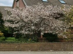 Kupfer-Felsenbirne 23 Kupfer-Felsenbirne -Günstiges Erd Seele Geschäft kupfer felsenbirne amelanchier felsenbirne m001930 w 5