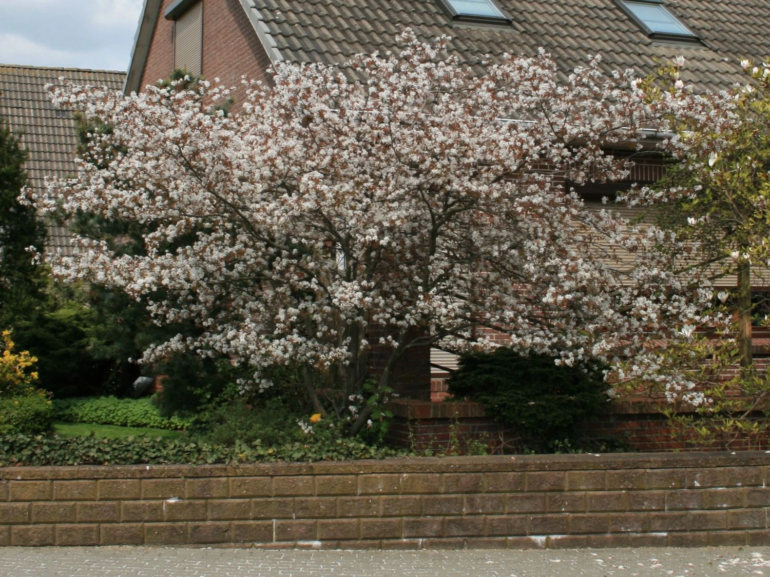 Kupfer-Felsenbirne 4 Kupfer-Felsenbirne – Bild 2