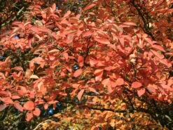 Kupfer-Felsenbirne 24 Kupfer-Felsenbirne -Günstiges Erd Seele Geschäft kupfer felsenbirne amelanchier felsenbirne m001930 w 6