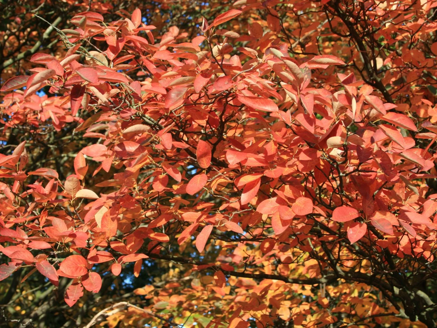 Kupfer-Felsenbirne 5 Kupfer-Felsenbirne – Bild 3