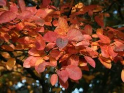 Kupfer-Felsenbirne 25 Kupfer-Felsenbirne -Günstiges Erd Seele Geschäft kupfer felsenbirne amelanchier felsenbirne m001930 w 7