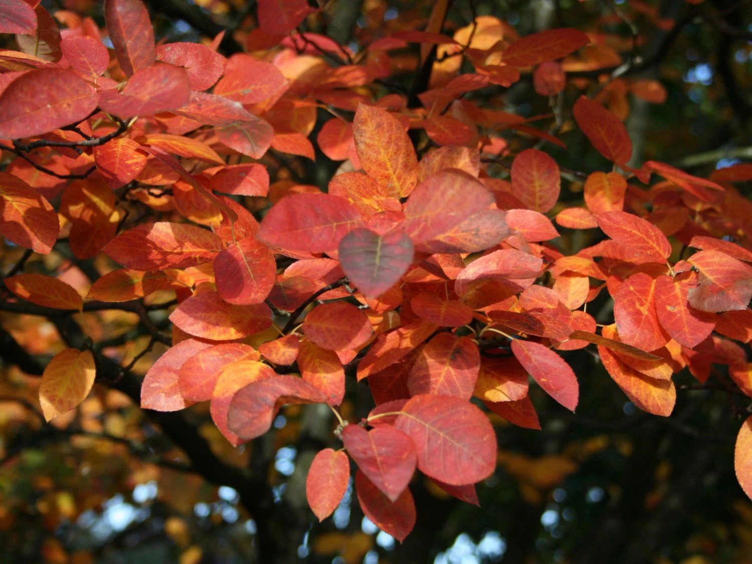 Kupfer-Felsenbirne 6 Kupfer-Felsenbirne – Bild 4