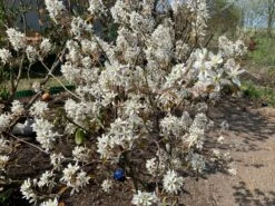 Kupfer-Felsenbirne 37 Kupfer-Felsenbirne -Günstiges Erd Seele Geschäft kupfer felsenbirne m001930 544790 0