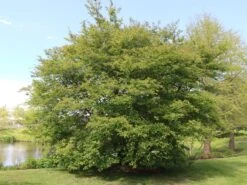 Kupfer-Felsenbirne 29 Kupfer-Felsenbirne -Günstiges Erd Seele Geschäft kupfer felsenbirne m001930 w 0