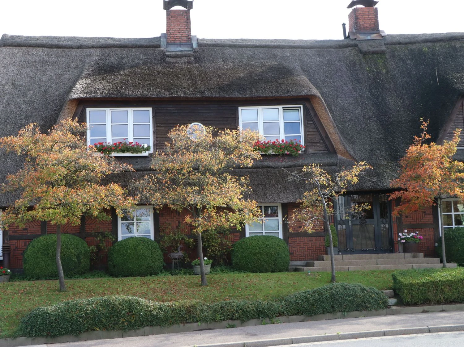 Kupfer-Felsenbirne 17 Kupfer-Felsenbirne – Bild 15