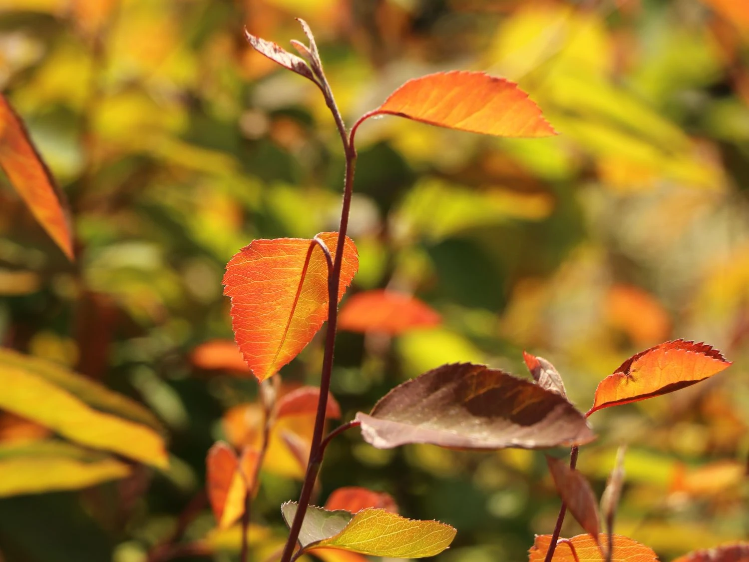 Kupfer-Felsenbirne 8 Kupfer-Felsenbirne – Bild 6