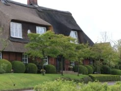 Kupfer-Felsenbirne 35 Kupfer-Felsenbirne -Günstiges Erd Seele Geschäft kupfer felsenbirne m001930 w 4