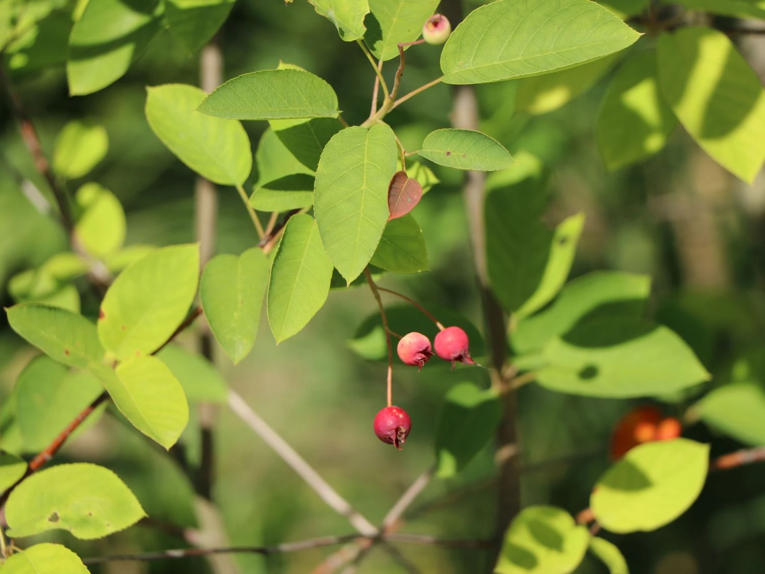 Kupfer-Felsenbirne 7 Kupfer-Felsenbirne – Bild 5