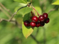 Kupfer-Felsenbirne 28 Kupfer-Felsenbirne -Günstiges Erd Seele Geschäft kupfer felsenbirne m001930 w 6