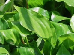 Lanzen-Funkie 'Red October' -Günstiges Erd Seele Geschäft lanzen funkie red october m077883 w 0