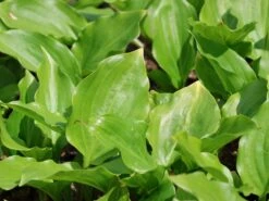 Lanzen-Funkie 'Red October' -Günstiges Erd Seele Geschäft lanzen funkie red october m077883 w 2