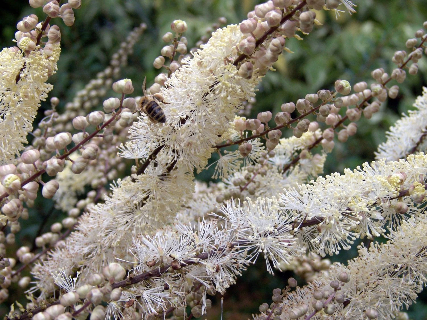 Lanzen Silberkerze 4 Lanzen Silberkerze – Bild 2