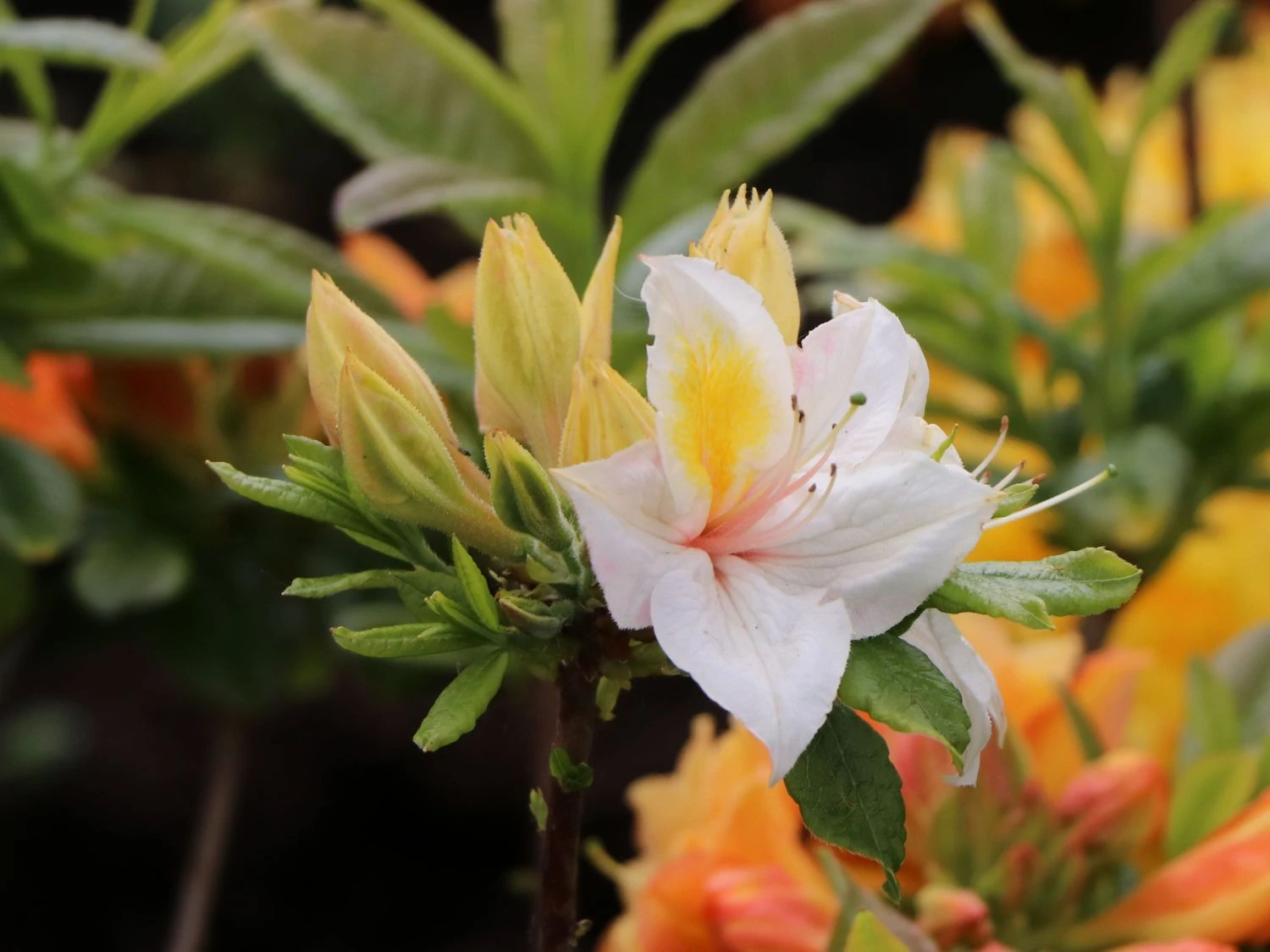 Laubabwerfende Azalee 'Arima' 3 Laubabwerfende Azalee 'Arima'