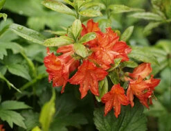 Laubabwerfende Azalee 'Doloroso' -Günstiges Erd Seele Geschäft laubabwerfende azalee doloroso m004162 939524 0