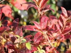 Laubabwerfende Azalee 'Doloroso' -Günstiges Erd Seele Geschäft laubabwerfende azalee doloroso m004162 w 0