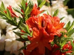 Laubabwerfende Azalee 'Fanal' -Günstiges Erd Seele Geschäft laubabwerfende azalee fanal m003370 w 0