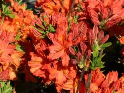 Laubabwerfende Azalee 'Fanal' -Günstiges Erd Seele Geschäft laubabwerfende azalee fanal m003370 w 1