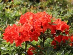 Laubabwerfende Azalee 'Fanal' -Günstiges Erd Seele Geschäft laubabwerfende azalee fanal m003370 w 2