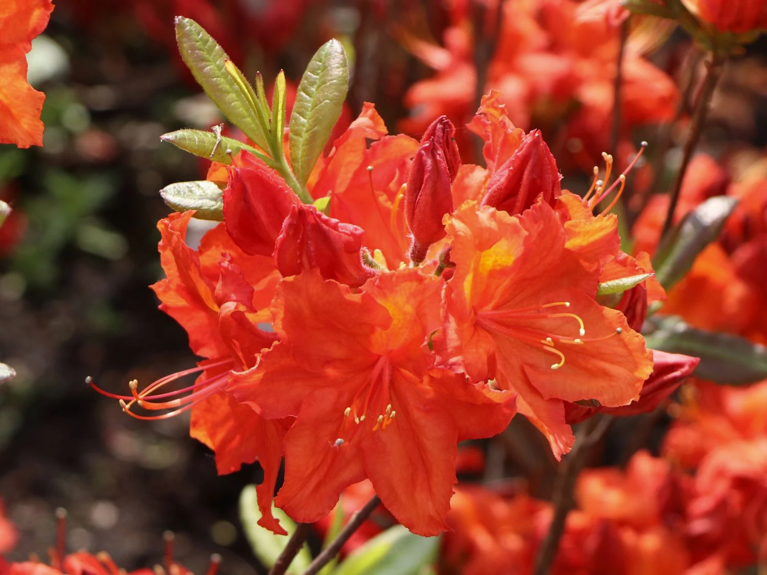 Laubabwerfende Azalee 'Feuerwerk' 5 Laubabwerfende Azalee 'Feuerwerk' – Bild 3