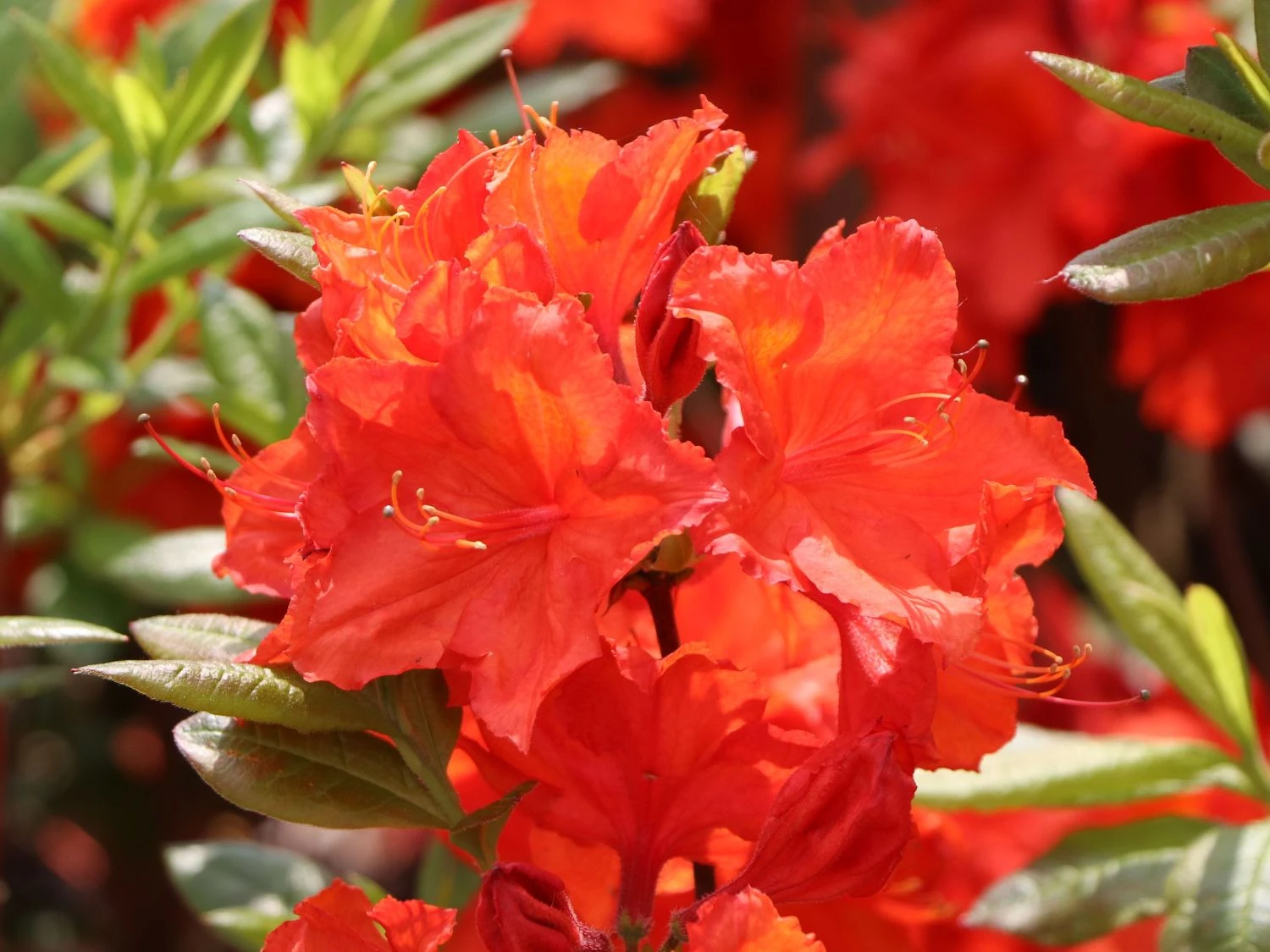 Laubabwerfende Azalee 'Feuerwerk' 7 Laubabwerfende Azalee 'Feuerwerk' – Bild 5