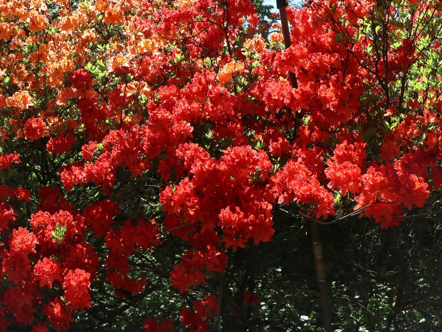 Laubabwerfende Azalee 'Feuerwerk' 4 Laubabwerfende Azalee 'Feuerwerk' – Bild 2