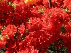 Laubabwerfende Azalee 'Feuerwerk' 14 Laubabwerfende Azalee 'Feuerwerk' -Günstiges Erd Seele Geschäft laubabwerfende azalee feuerwerk m003056 w 4