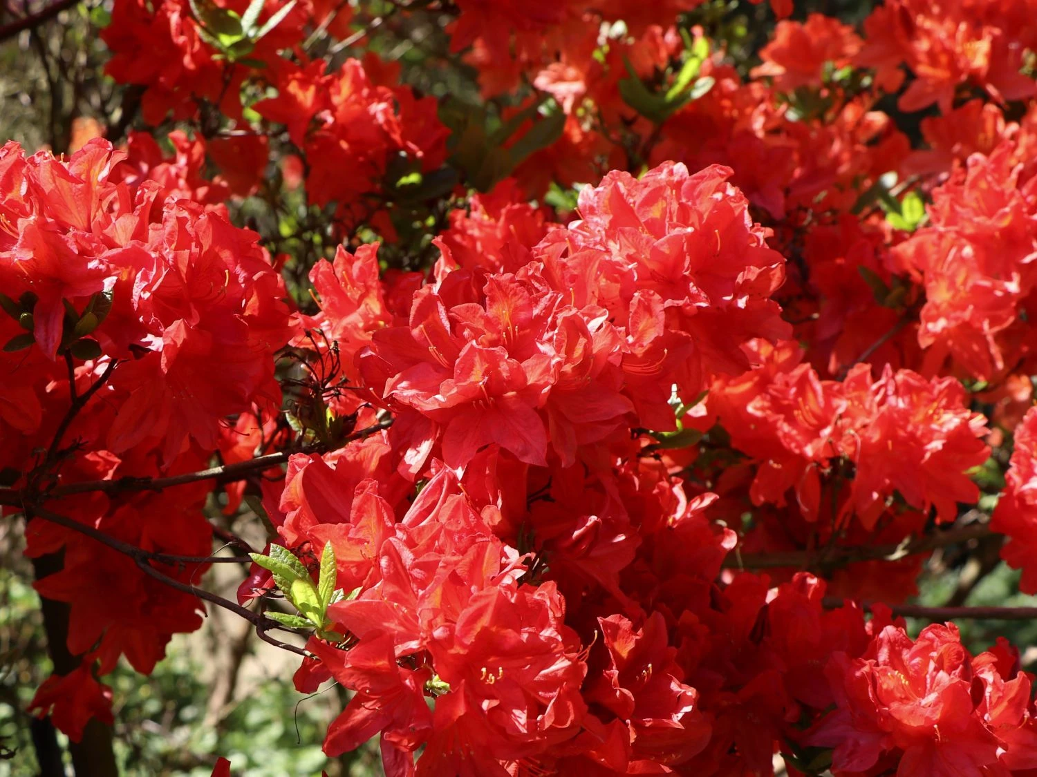 Laubabwerfende Azalee 'Feuerwerk' 6 Laubabwerfende Azalee 'Feuerwerk' – Bild 4