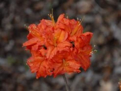 Laubabwerfende Azalee 'Fireball' -Günstiges Erd Seele Geschäft laubabwerfende azalee fireball m004170 w 0