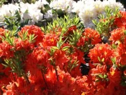 Laubabwerfende Azalee 'Fridtjof Nansen' -Günstiges Erd Seele Geschäft laubabwerfende azalee fridtjof nansen m003336 w 0