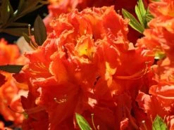 Laubabwerfende Azalee 'Fridtjof Nansen' -Günstiges Erd Seele Geschäft laubabwerfende azalee fridtjof nansen m003336 w 1