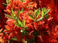 Laubabwerfende Azalee 'Fridtjof Nansen' -Günstiges Erd Seele Geschäft laubabwerfende azalee fridtjof nansen m003336 w 2