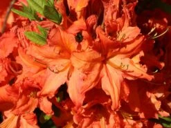 Laubabwerfende Azalee 'Fridtjof Nansen' -Günstiges Erd Seele Geschäft laubabwerfende azalee fridtjof nansen m003336 w 3