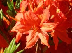 Laubabwerfende Azalee 'Fridtjof Nansen' -Günstiges Erd Seele Geschäft laubabwerfende azalee fridtjof nansen m003336 w 4