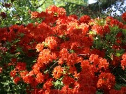 Laubabwerfende Azalee 'Fridtjof Nansen' -Günstiges Erd Seele Geschäft laubabwerfende azalee fridtjof nansen m003336 w 6