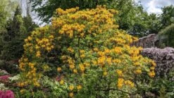 Laubabwerfende Azalee / Gelbe Azalee / Pontische Azalee -Günstiges Erd Seele Geschäft laubabwerfende azalee gelbe azalee pontische azalee m007703 193676 0