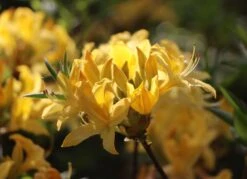 Laubabwerfende Azalee / Gelbe Azalee / Pontische Azalee -Günstiges Erd Seele Geschäft laubabwerfende azalee gelbe azalee pontische azalee m007703 w 0