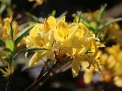 Laubabwerfende Azalee / Gelbe Azalee / Pontische Azalee -Günstiges Erd Seele Geschäft laubabwerfende azalee gelbe azalee pontische azalee m007703 w 1