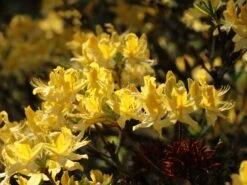 Laubabwerfende Azalee / Gelbe Azalee / Pontische Azalee -Günstiges Erd Seele Geschäft laubabwerfende azalee gelbe azalee pontische azalee m007703 w 2