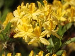 Laubabwerfende Azalee / Gelbe Azalee / Pontische Azalee -Günstiges Erd Seele Geschäft laubabwerfende azalee gelbe azalee pontische azalee m007703 w 4