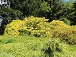 Laubabwerfende Azalee / Gelbe Azalee / Pontische Azalee -Günstiges Erd Seele Geschäft laubabwerfende azalee gelbe azalee pontische azalee m007703 w 5