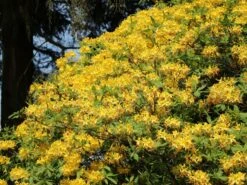 Laubabwerfende Azalee / Gelbe Azalee / Pontische Azalee -Günstiges Erd Seele Geschäft laubabwerfende azalee gelbe azalee pontische azalee m007703 w 7